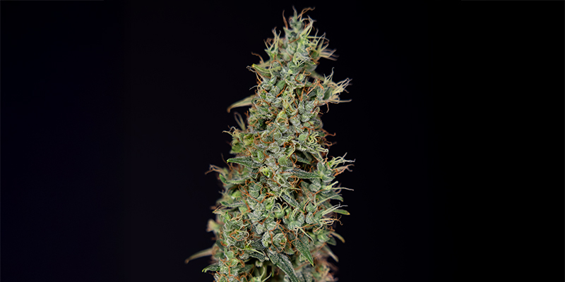 Kush'N'Cookies CBD Feminized Kush'N'Cookies CBD Feminized