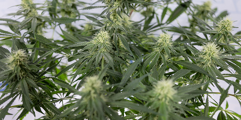 CBD Fix Automatic Feminized CBD Fix Automatic Feminized