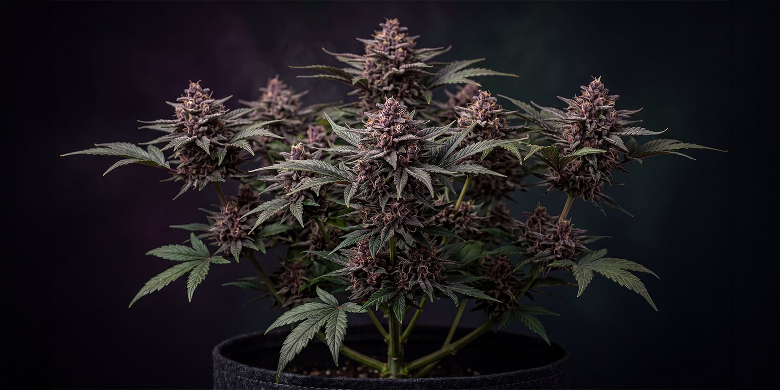 CBD Auto Blackberry Kush feminized CBD Auto Blackberry Kush feminized