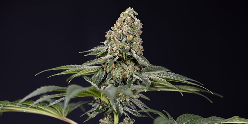 TNT Kush CBD feminized TNT Kush CBD feminized