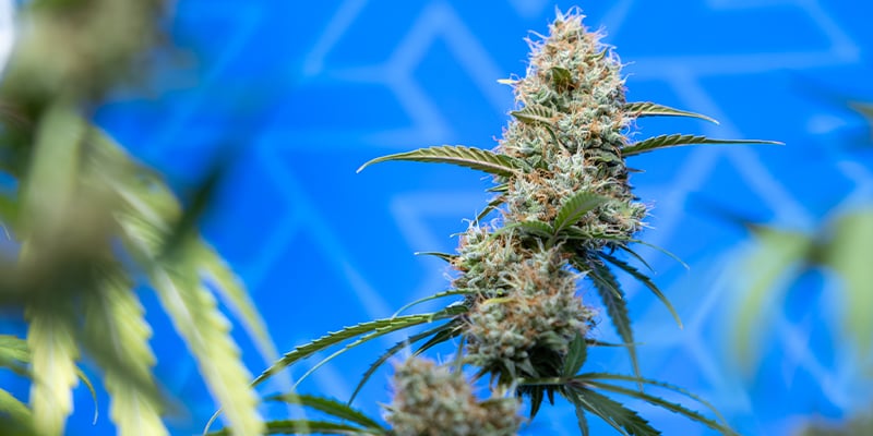 Vind de perfecte CBD-soort voor jou Vind de perfecte CBD-soort voor jou