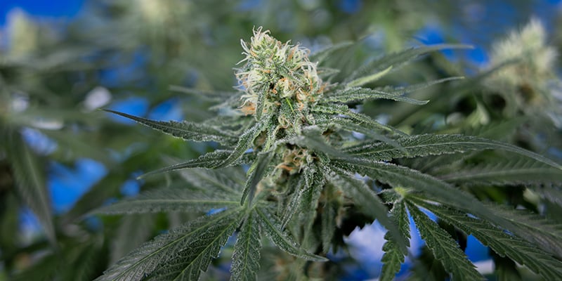 Wat maakt een CBD-soort geschikt voor thuiskweek? Wat maakt een CBD-soort geschikt voor thuiskweek?