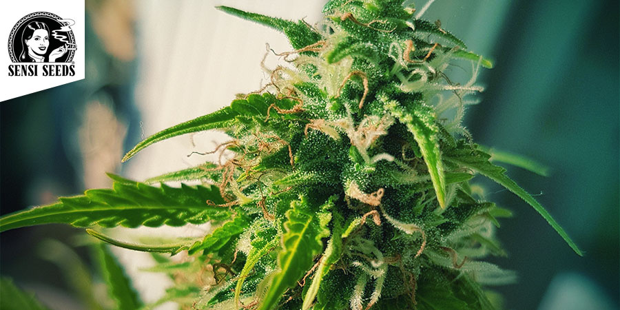 Northern Lights Sensi Seeds Northern Lights Sensi Seeds