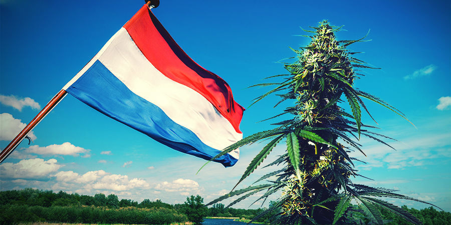 Cannabis Kweken In Het Hollandse Klimaat