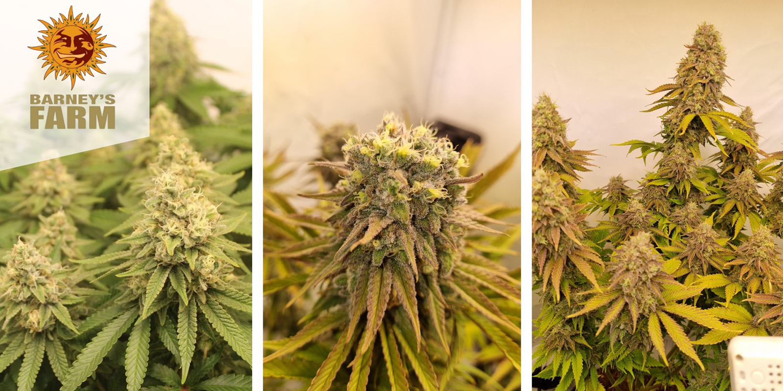 Biscotti (Barney&rsquo;s Farm) feminized