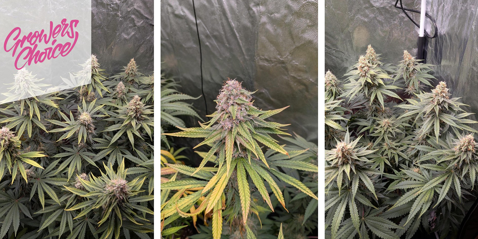 Gelato 41 (Growers Choice) feminized