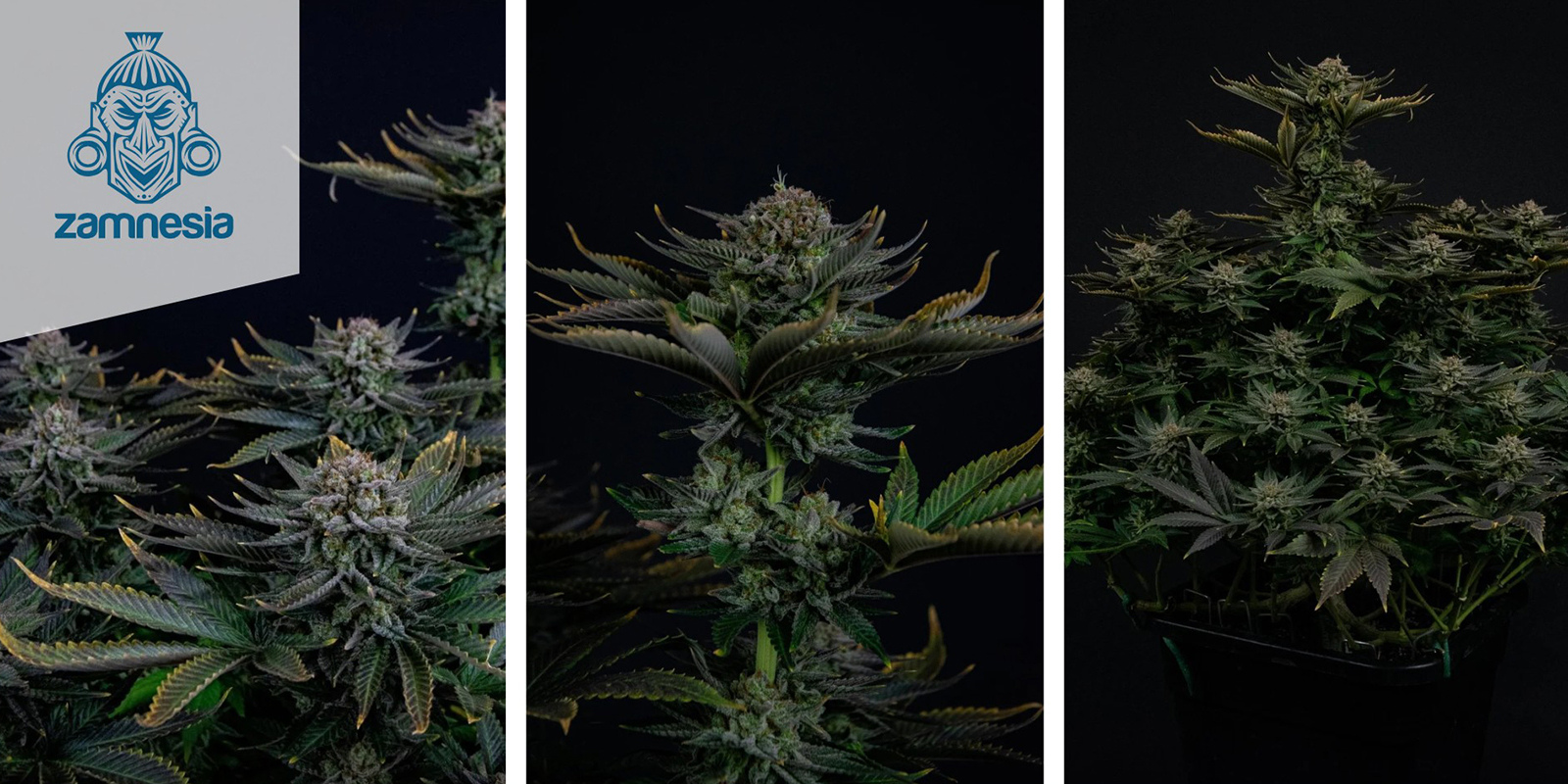 Runtz Feminized (Zamnesia Seeds) feminized