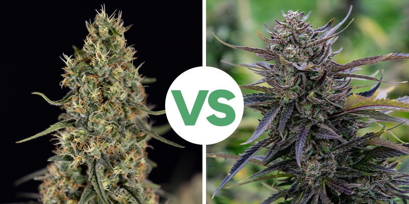 De juiste soort kiezen: autoflowering versus feminized