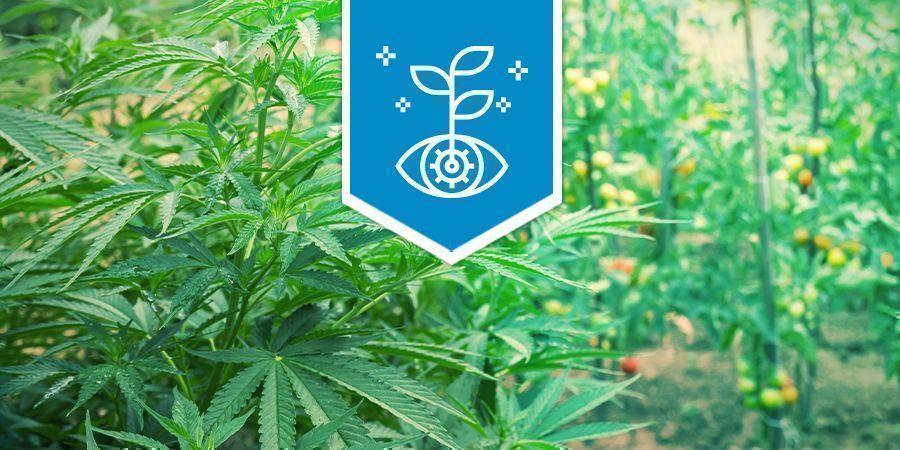 Cannabis Als Combinatie Plant