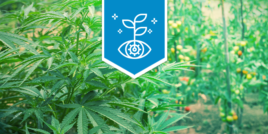 Cannabis Als Combinatie Plant Cannabis Als Combinatie Plant