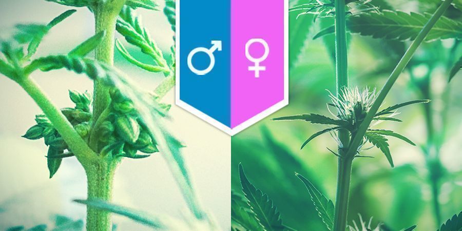 Cannabis Seksualiteit