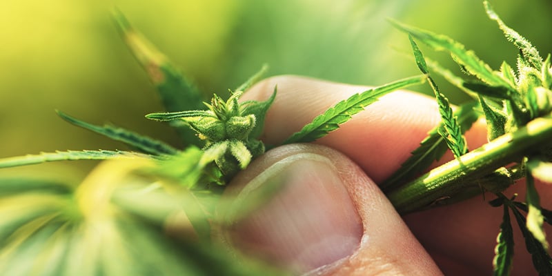 Hoe identificeer je een mannelijke wietplant?