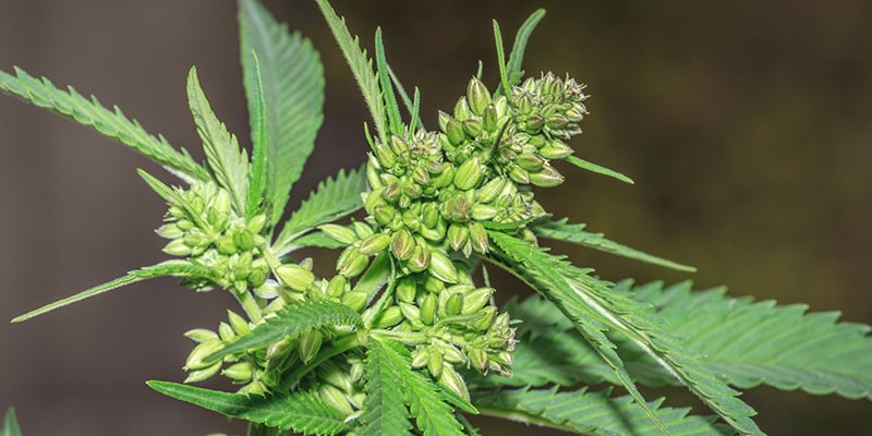 De voordelen van mannelijke wietplanten: FAQ