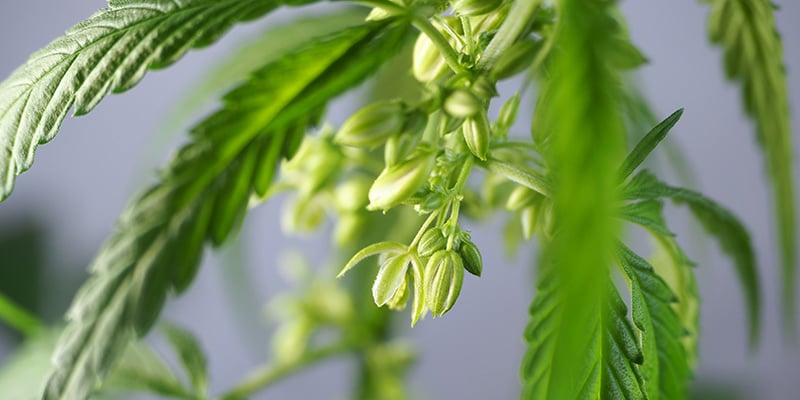Praktische toepassingen voor mannelijke wietplanten