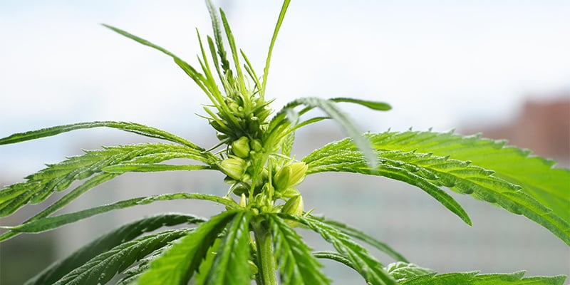 Wat kun je beter NIET doen met mannelijke wietplanten?