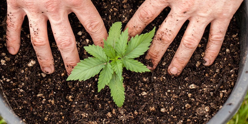 Kweek vandaag nog deze uitzonderlijke autoflowering strains!