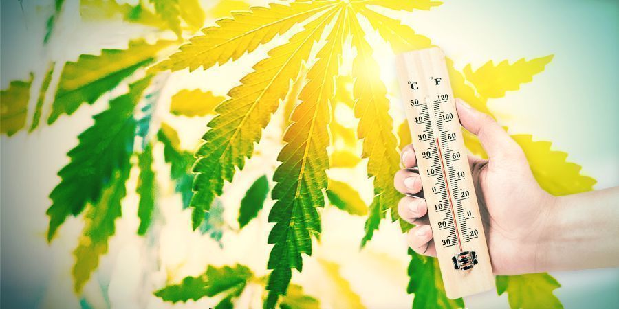 cannabis kweken in het spaanse klimaat