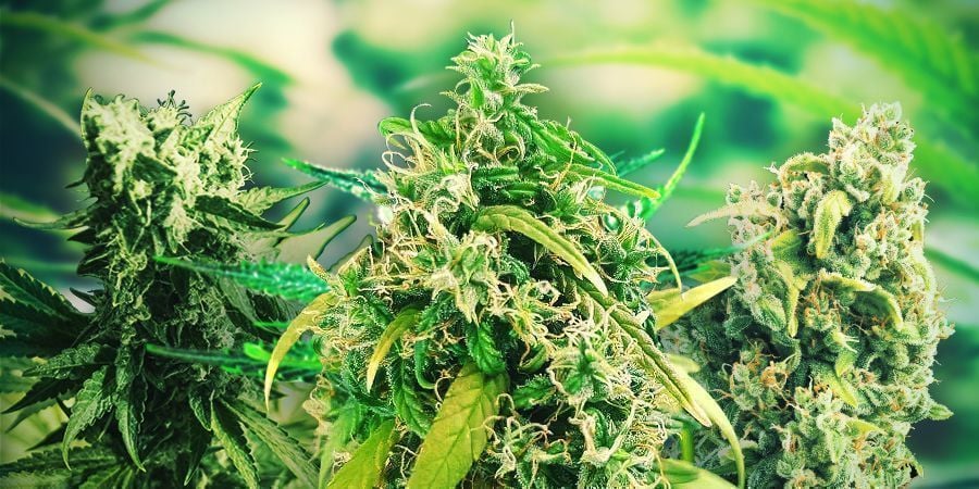 Hoe Kies Je De Juiste Cannabis Strains?
