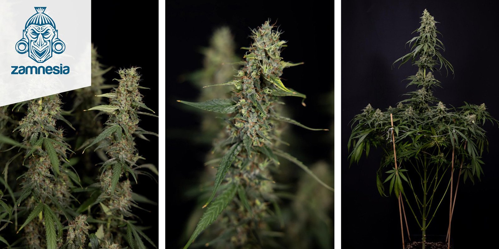 Tropicana Cookies (Zamnesia Seeds) Tropicana Cookies (Zamnesia Seeds)