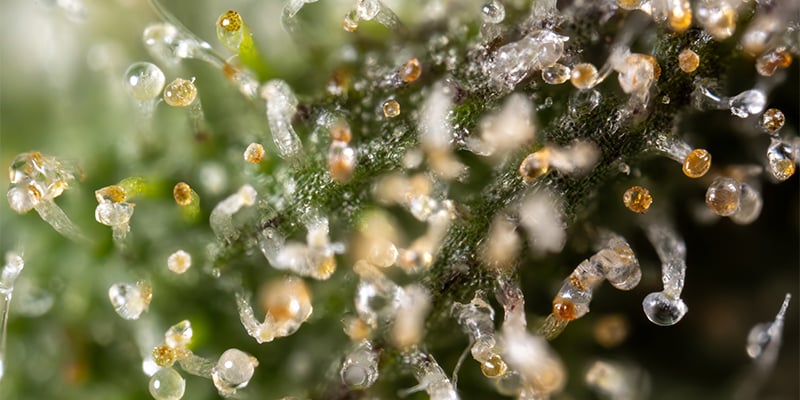Wat maakt een fruitige cannabissoort en hoe verschilt die van zoet?