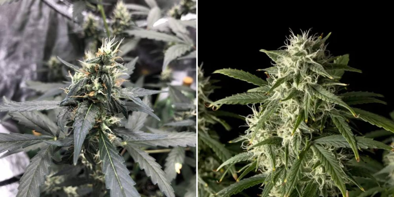 Auto Blueberry (Dutch Passion) Auto Blueberry (Dutch Passion)