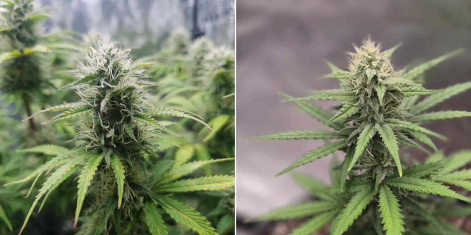 Autoflower- versus fotoperiodezaden voor beginners Autoflower- versus fotoperiodezaden voor beginners