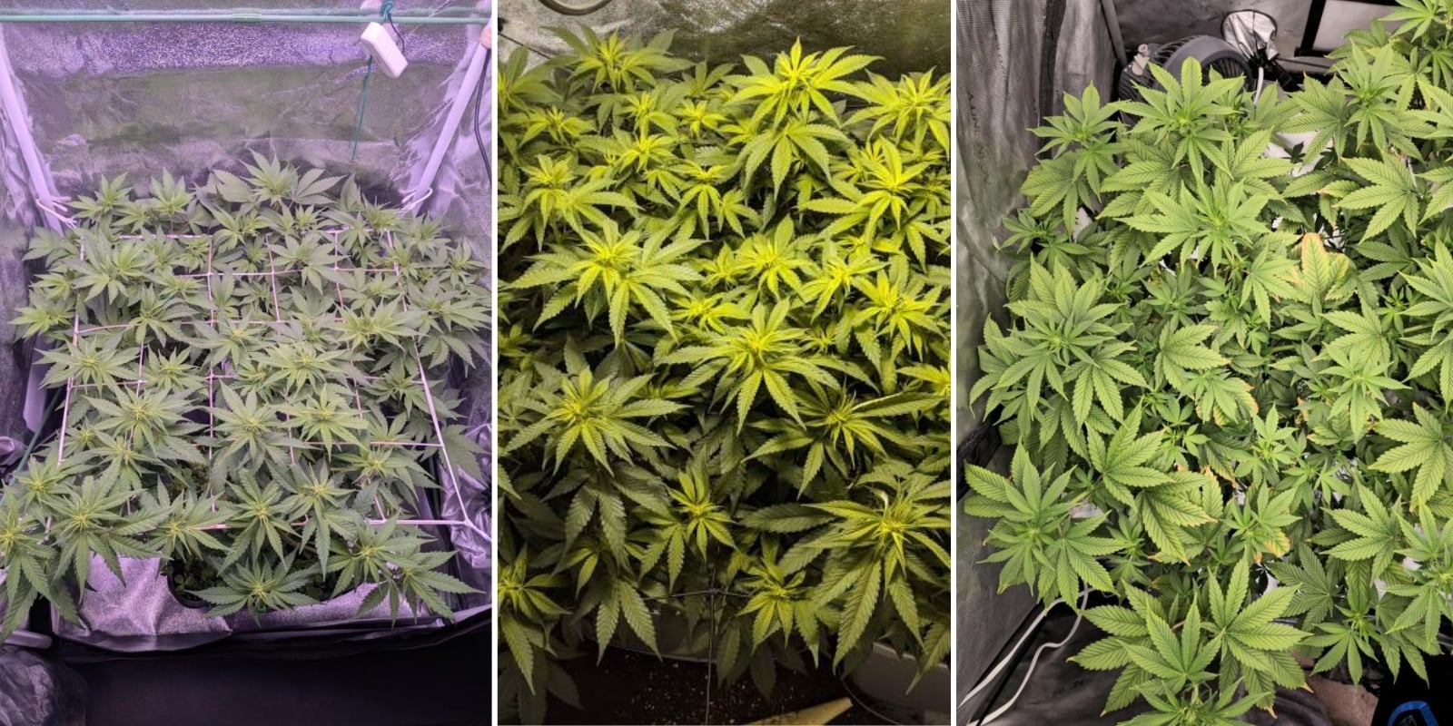 Indica, sativa en hybriden: is er verschil in kweekmoeilijkheid? Indica, sativa en hybriden: is er verschil in kweekmoeilijkheid?