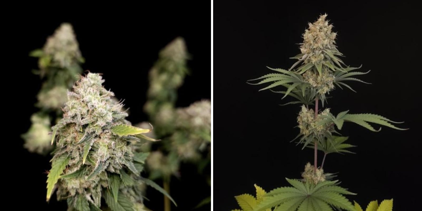 Skunk+ (Kannabia) Skunk+ (Kannabia)