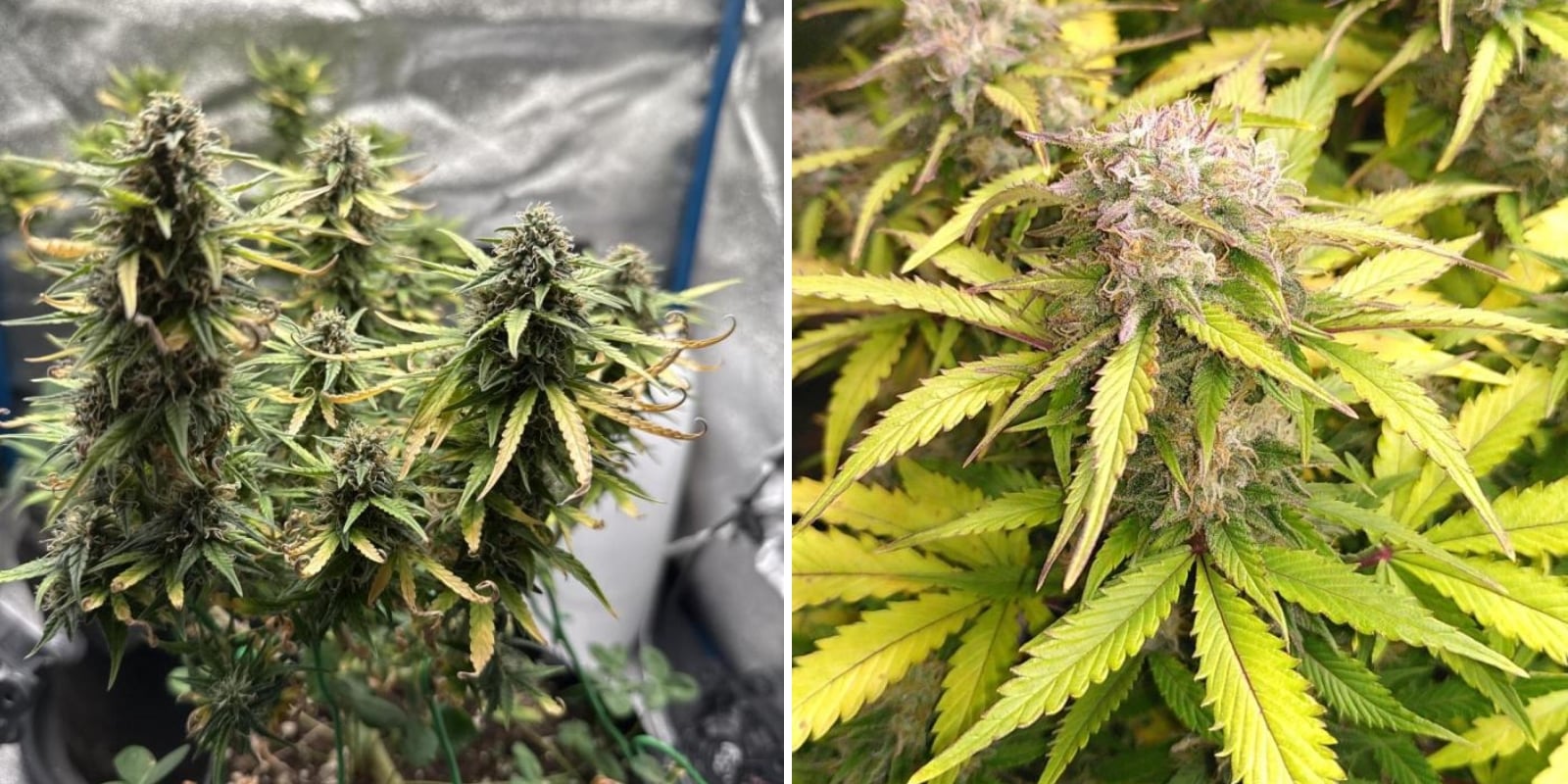 White Widow (Zamnesia Seeds) White Widow (Zamnesia Seeds)