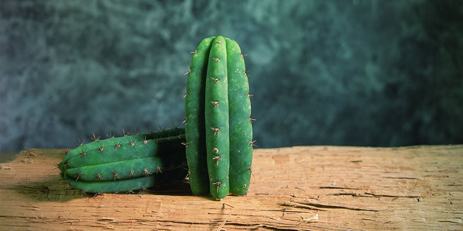 Trichocereus Cactussen