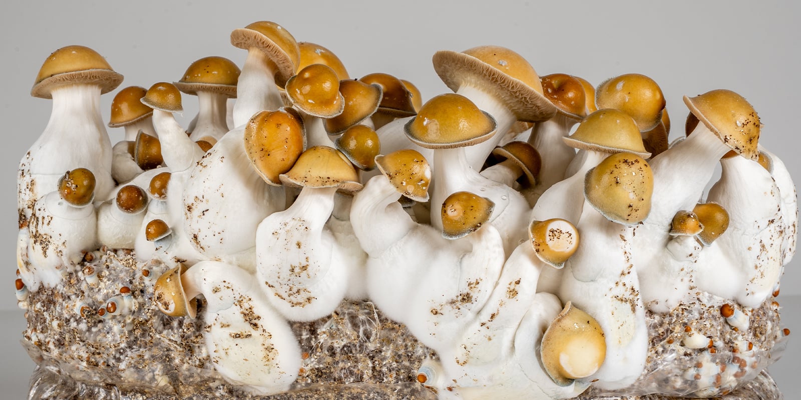 Quanto sono sicuri i funghi magici?