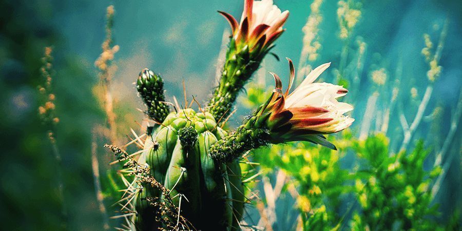 Mescaline Cactus