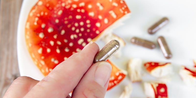 Vliegenzwam (Amanita muscaria)