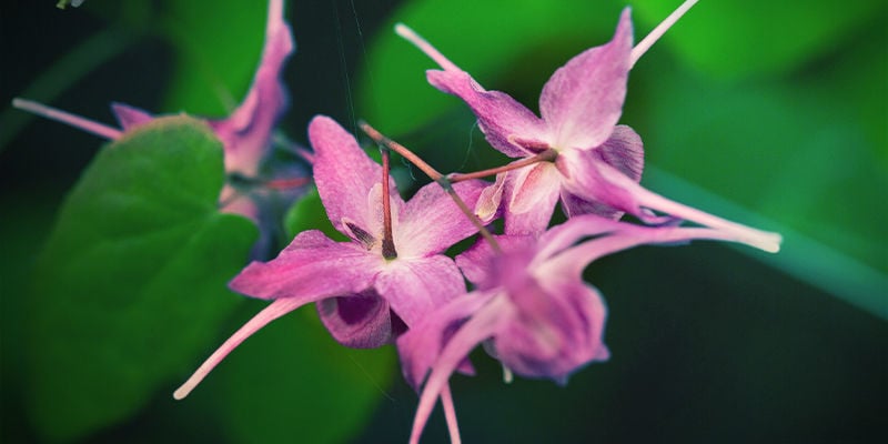 Horny Goat Weed, Of Elfenbloem