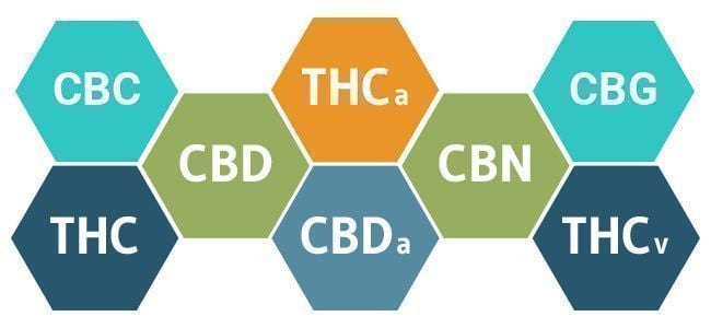 DE BIOLOGIE VAN CANNABIS