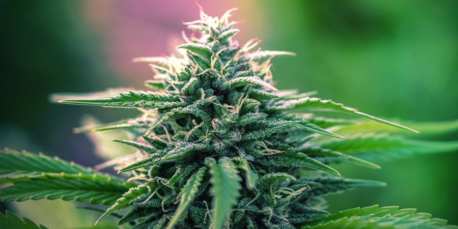 Wat Is Een Autoflowering Strain?