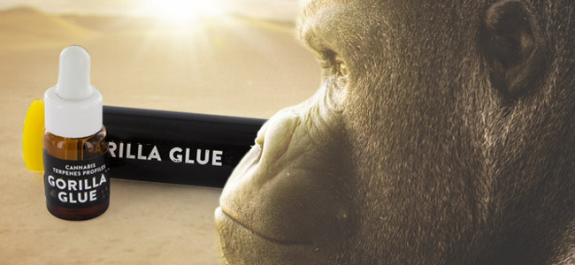 Gorilla Glue (Cali Terpenes)