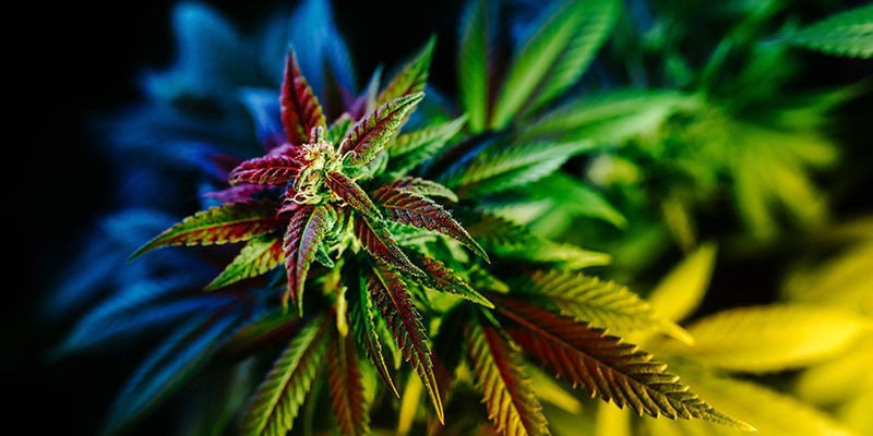 Wiet en hallucinaties: FAQ
