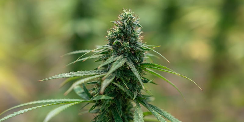 Cannabis strains die bekend staan om hun intense effecten