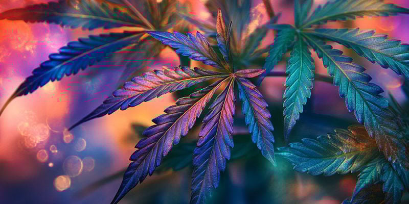 De wetenschap achter THC en psychedelische effecten