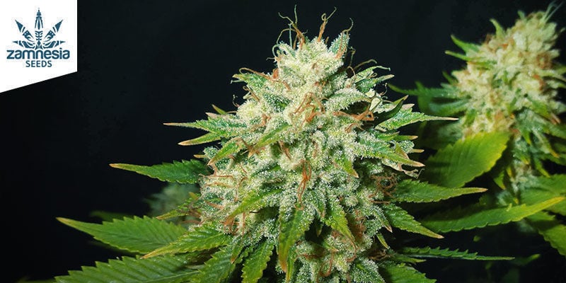 Choco Haze Van Zamnesia Seeds