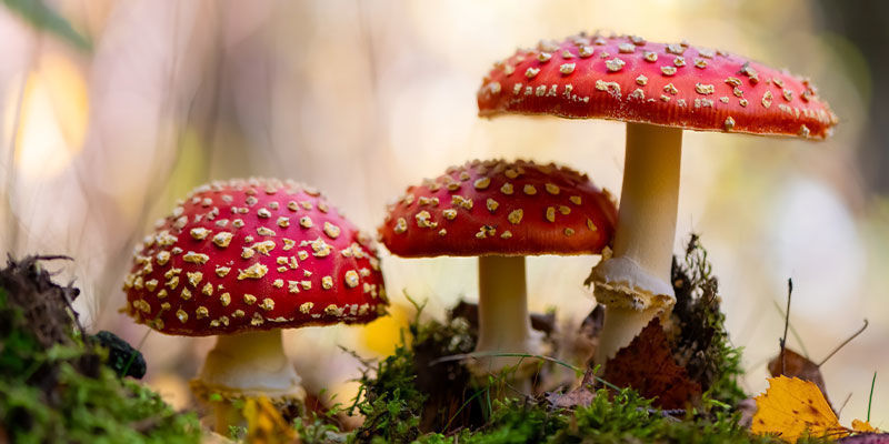 Wat is de Amanita muscaria?