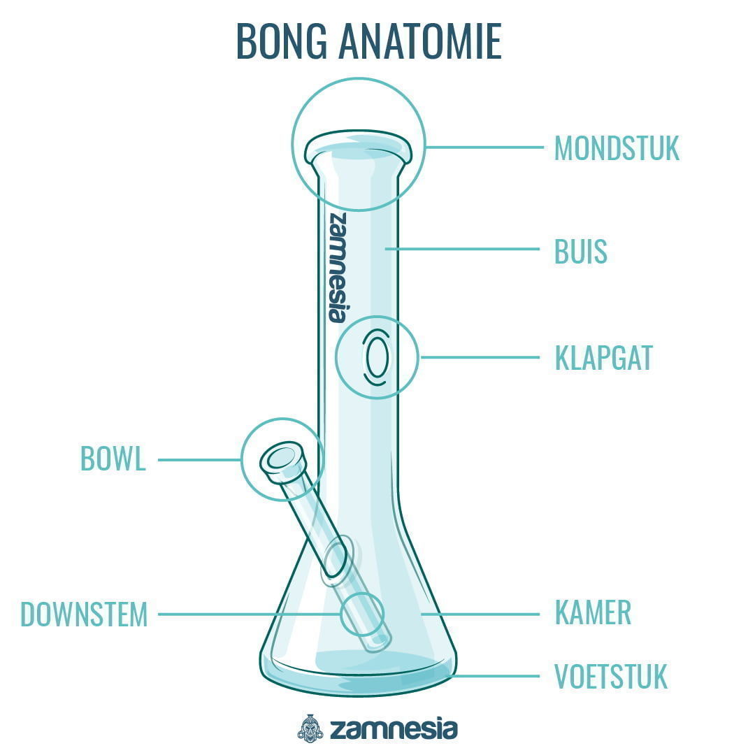 Bong Anatomie