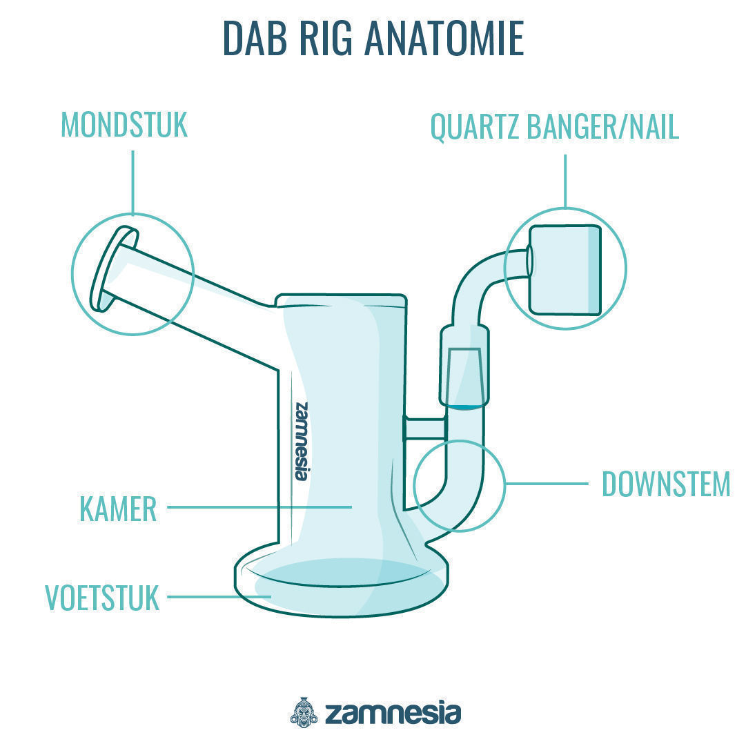 dab rig anatomie