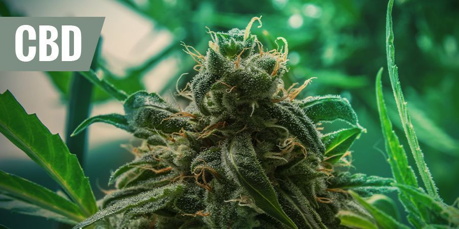 DE BESTE MEDICINALE CBD-STRAINS VOOR PIJNSTILLING