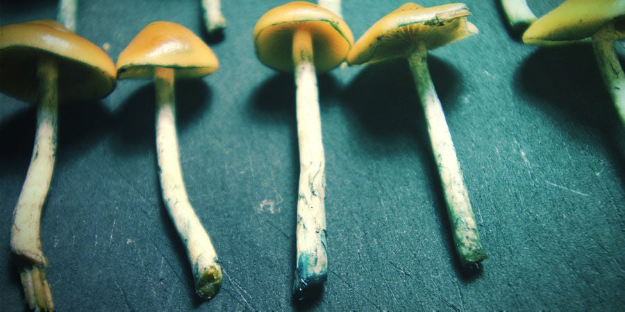 Psilocybe Azurescens Drogen En Bewaren