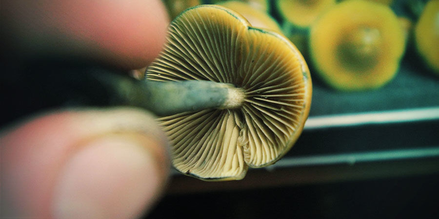 Psilocybe Azurescens Doseren