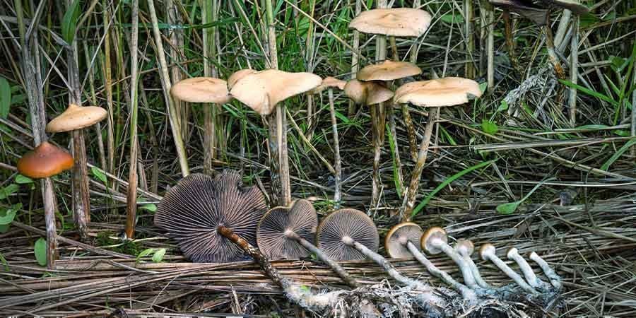 Wat Is Psilocybe Azurescens?