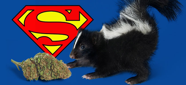 Super Skunk Super Skunk