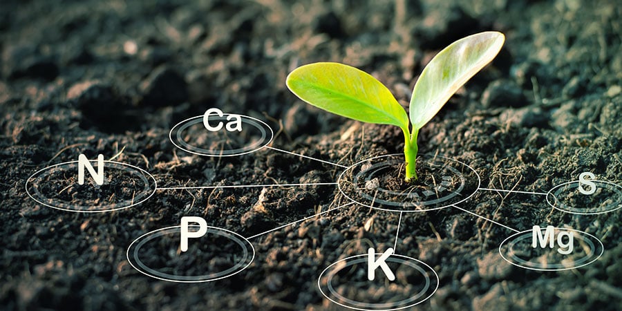 VOEDINGSSTOFFEN VOOR CANNABIS PLANTEN